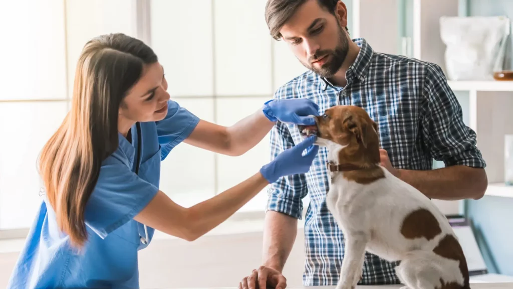 vet with dog